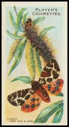 8 Common Tiger Moth
